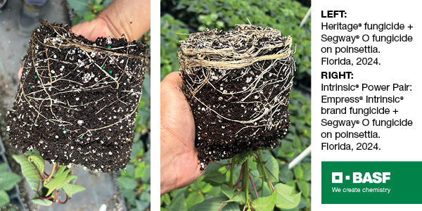 Root Defense is Built Below