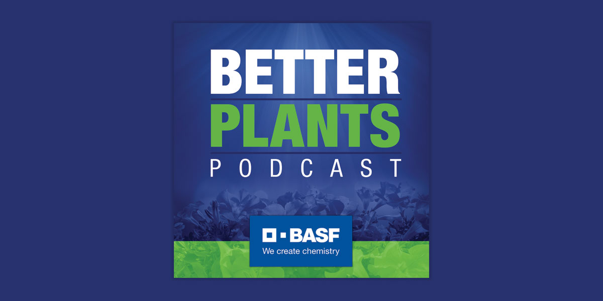Better Plants Podcast Tips for managing Hydrangeas