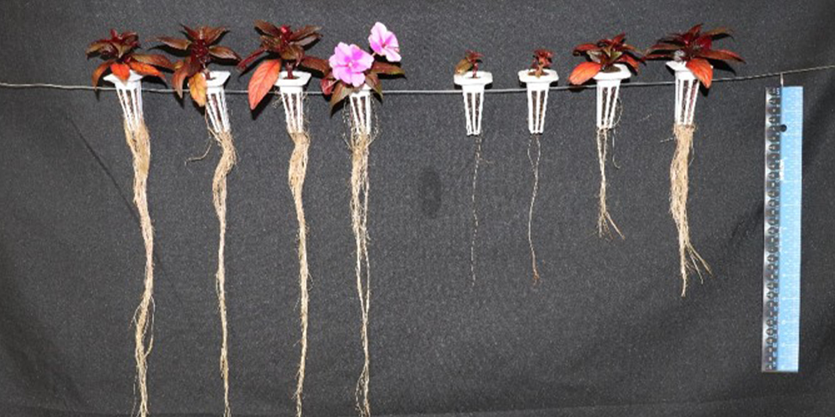 Ten Building Blocks of Plant Health