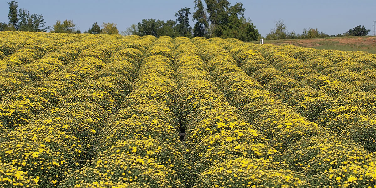 Amazing Mums at Pope's Plant Farm