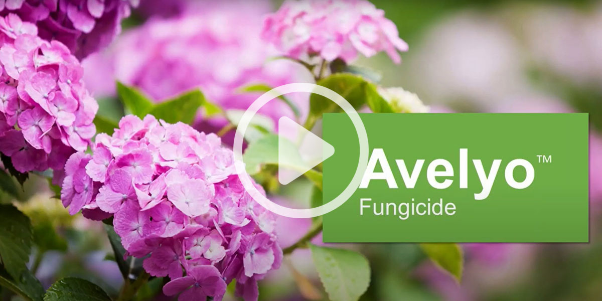 Avelyo Fungicide: For Greenhouse and Nursery