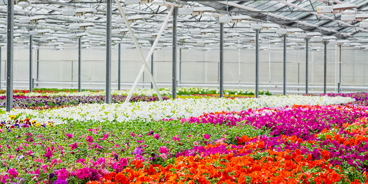 Market Category Page - Indoor Greenhouses