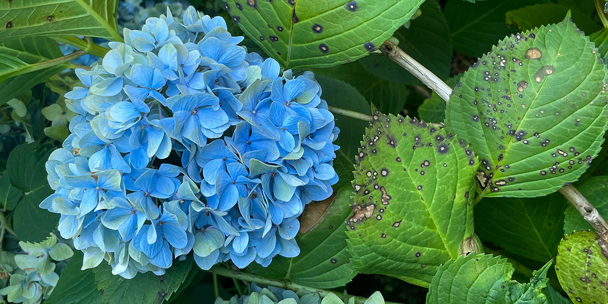Splash into summer with protected hydrangeas