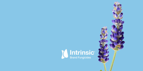 Intrinsic Brand fungicide