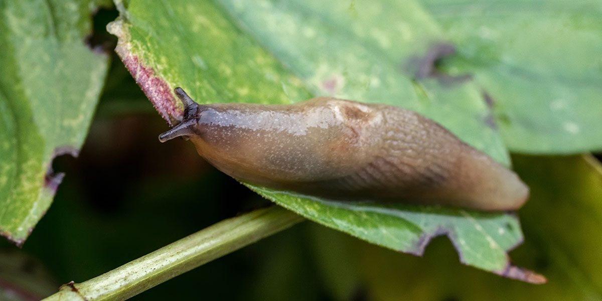 Support biological innovation for slug and snail management