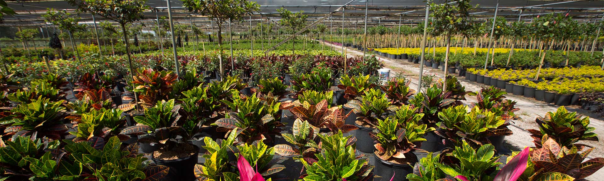 Market Category Page - Outdoor Nurseries 
