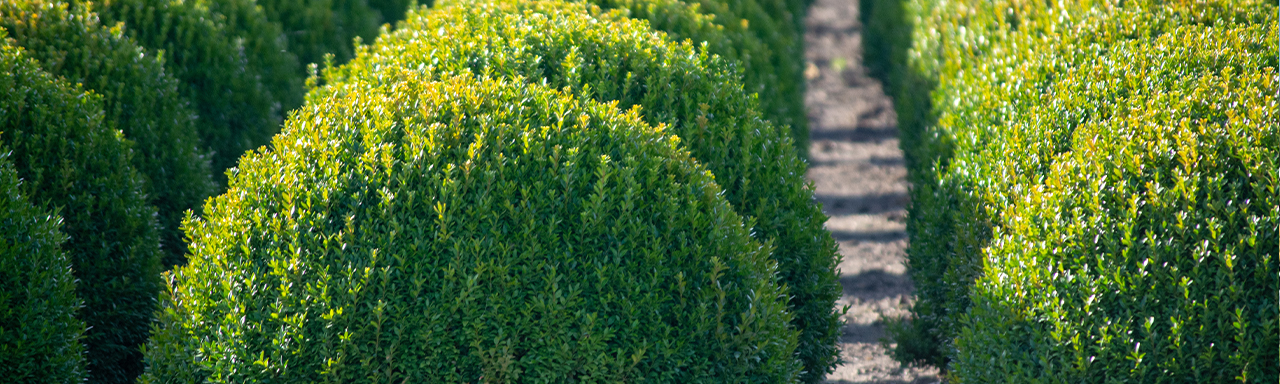 TOWER® HERBICIDE