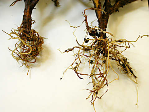 Gaillardia roots under attack by both Rhizoctonia solani and Berkeleyomyces basicola