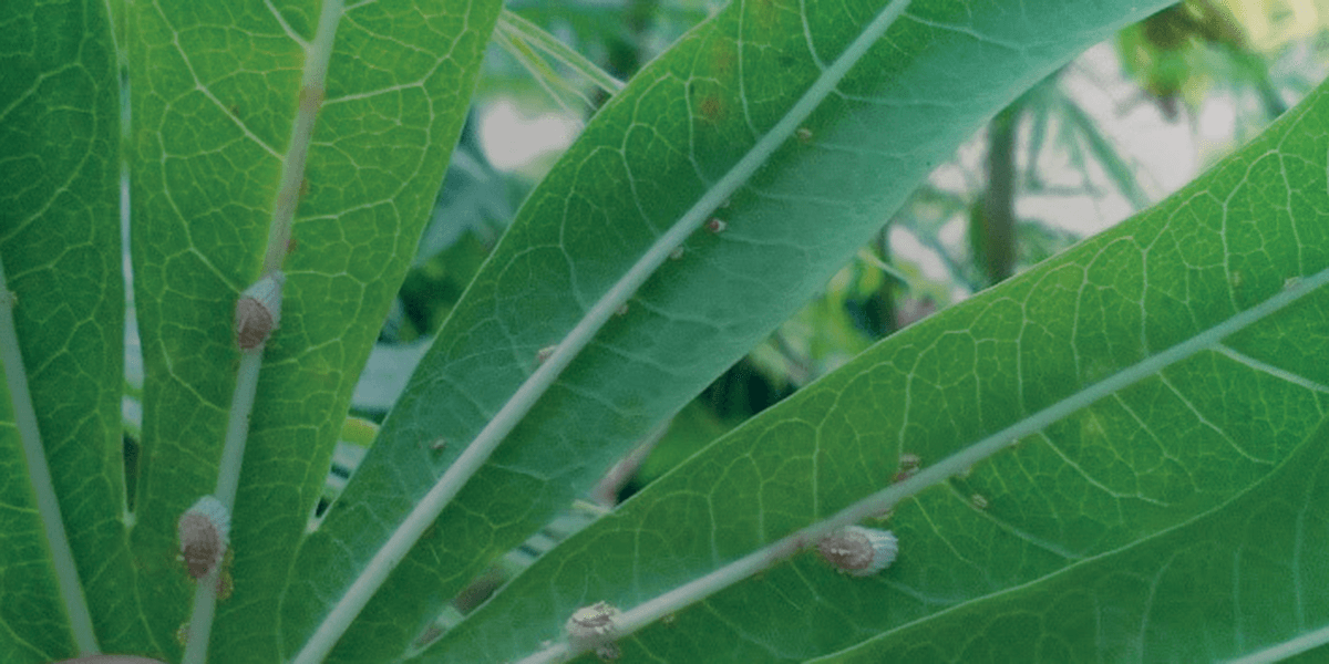 Scale insects