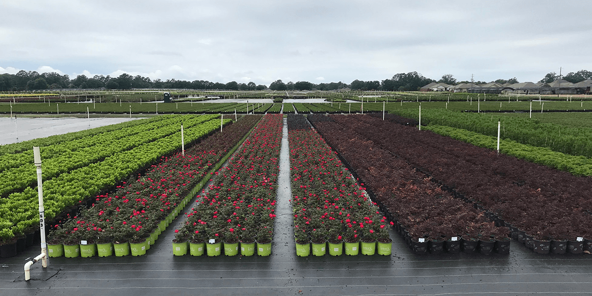 Case study: Tom Dodd Nursery