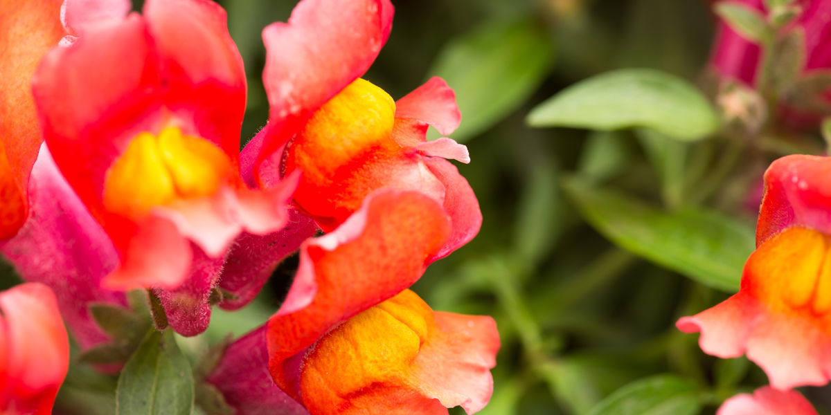 An image of a flower