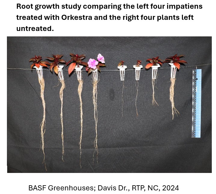 Root Growth Study