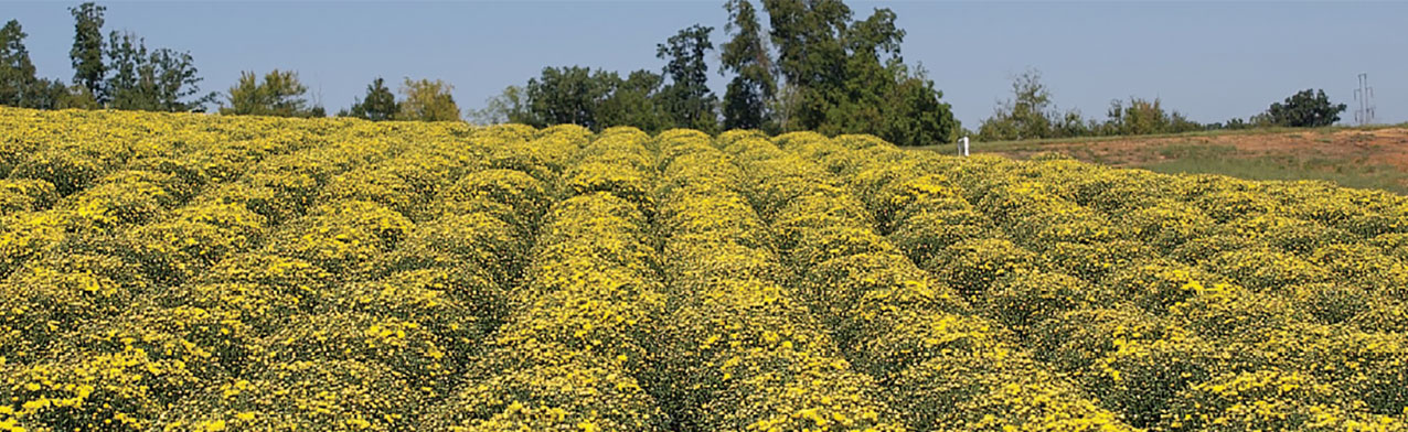 Amazing mums