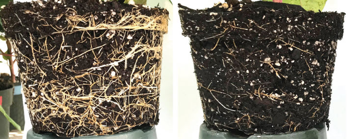 Figure 3: (left) Empress Intrinsic brand fungicide @3 fl. oz. + Segway O  @1.5 fl. oz. tank mixed (right) Segway O @3 fl. oz.