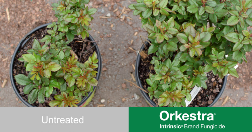 Orkestra Intrinsic Brand Treated VS. Untreated